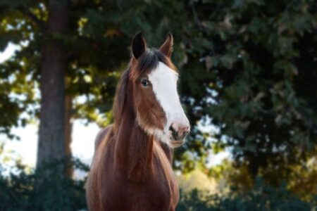 Anheuser-Busch Sends Budweiser Clydesdales Down Local Super Bowl Path